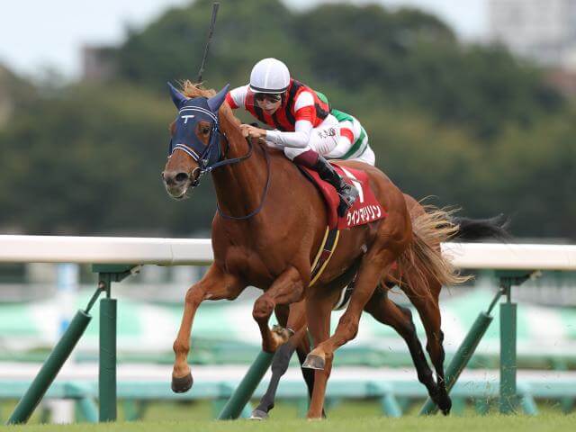 オールカマー 2021【回顧】勝ち馬には驚いた！もう１頭「凄み」を感じた馬とは？