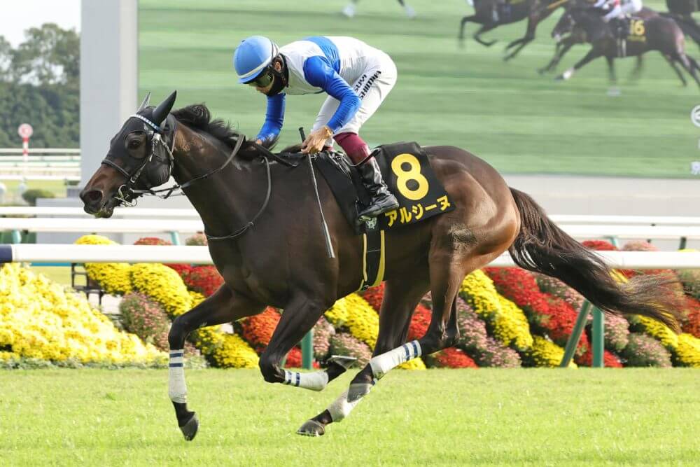 Queen徹底活用マニュアル 万馬券製造機Queen Special 〈競馬予… クイーンハピ (Queen Hapi) | 競走馬データ - netkeiba